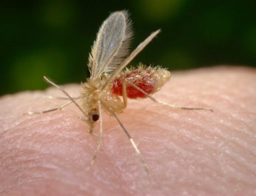 Cómo se transmite la leishmaniasis