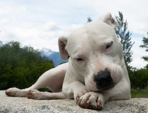 ¿Por qué abandonamos a nuestras mascotas?