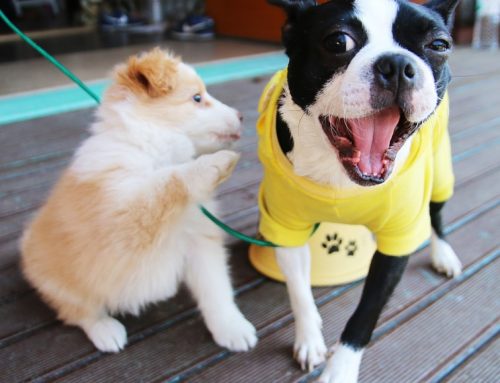 Por qué tosen los perros