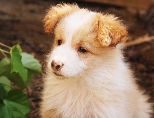 Cómo alimentar a un perro cachorro