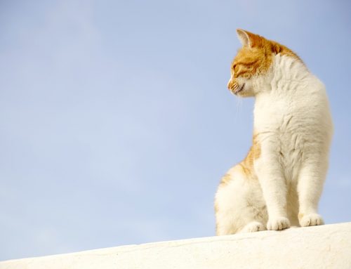 Todo sobre el marcaje felino