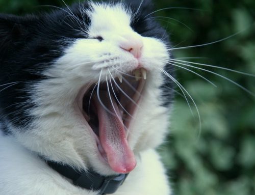 Crecimiento de los dientes en gatos