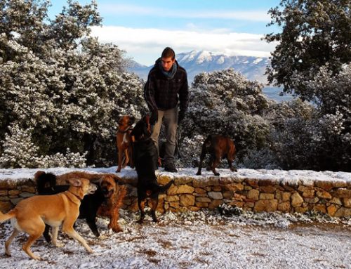 Cómo elegir un buen cuidador canino