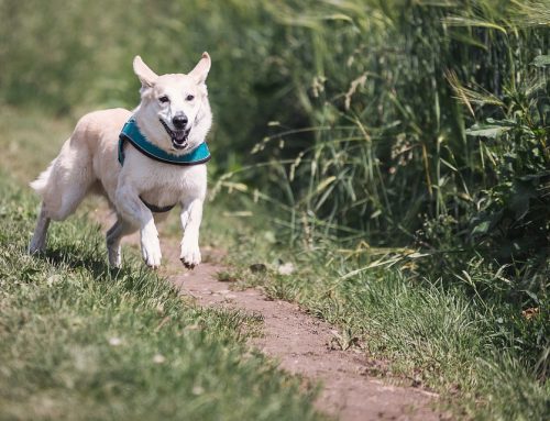 Las razas de perros más activas