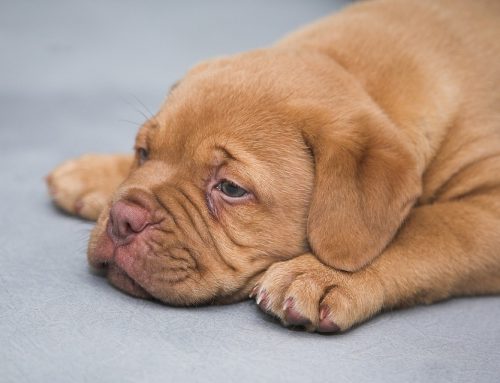 Cuidados para un cachorro con bajo peso