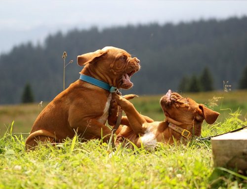 Divertido vídeo de un perro asustando a tres gatos