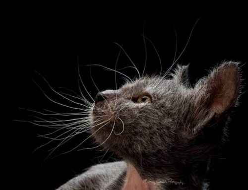 Los curiosos gatos lobo o Lykoi