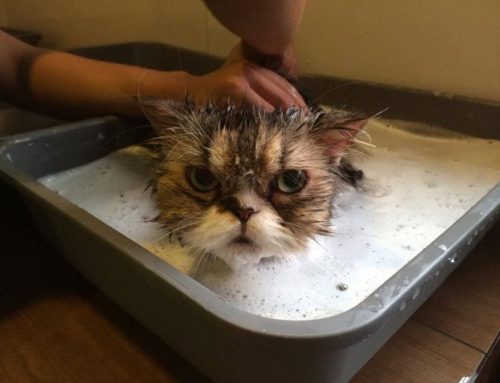 Cuándo empezar a bañar a un gato