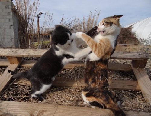 Cómo evitar las peleas de gatos