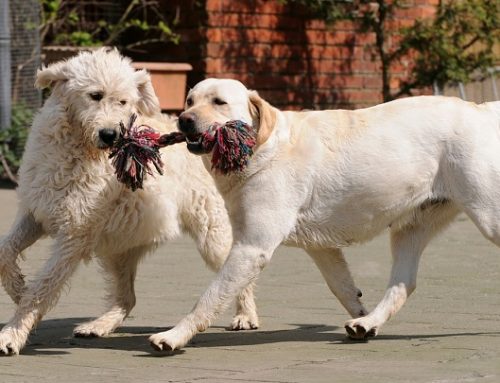 Los juguetes más peligrosos para los perros