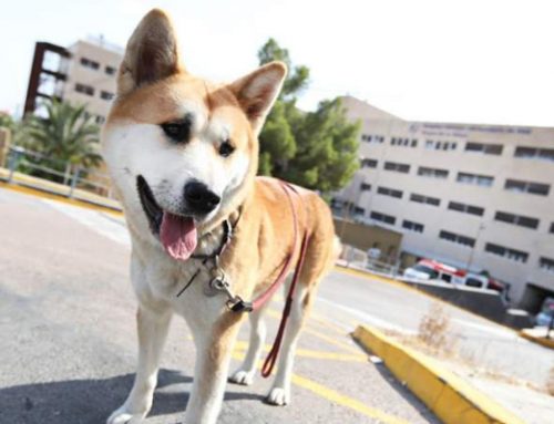 Maya, la perra que esperó a su dueña en el hospital