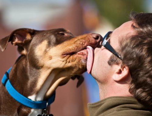 Por qué los perros lamen a la gente