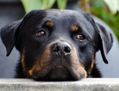 Cómo cuidar a un perro con moquillo