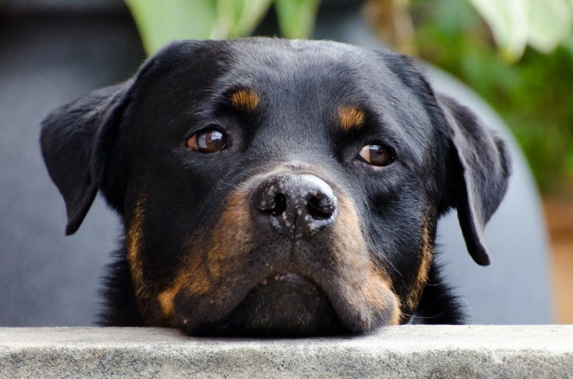 Curiosidades sobre los perros pequeños que te ayudarán a saber cómo cuidar  de ellos