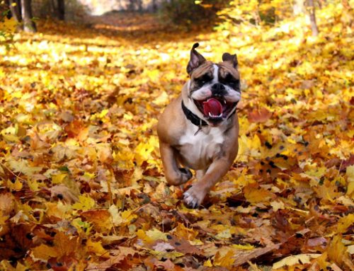 Perros en otoño, cuidados básicos