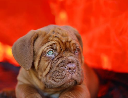 Síntomas de los problemas urinarios en perros