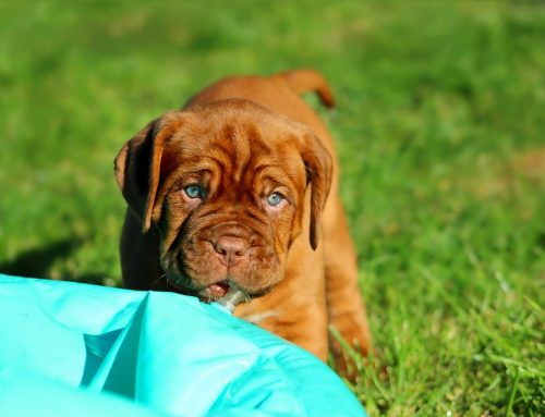 Tipos de casetas para perros