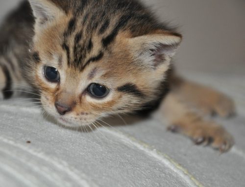 Cuánto tarda un gato en crecer