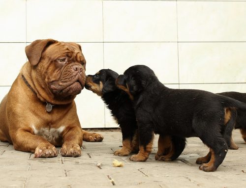 Cómo son las mordeduras de perros en niños