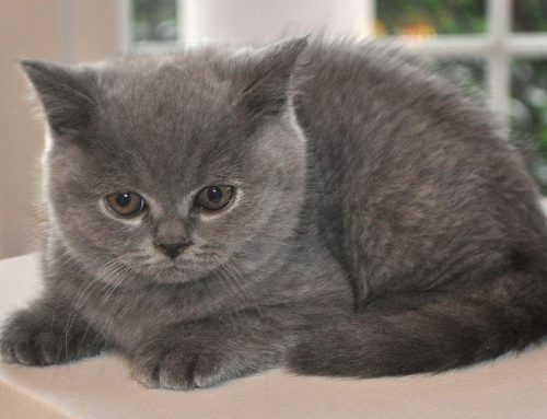 Qué hago si mi gato está estreñido