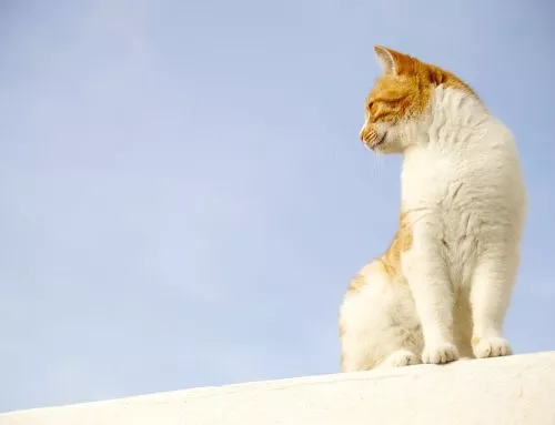 Todo sobre el marcaje felino