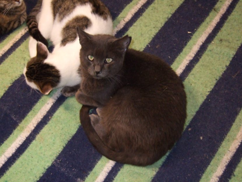 gato-con-marca-en-la-oreja-830x623