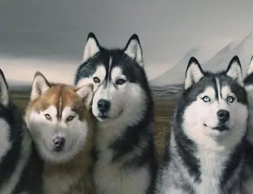 Cuidados del pelaje del Husky Siberiano
