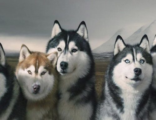 Cuidados del pelaje del Husky Siberiano