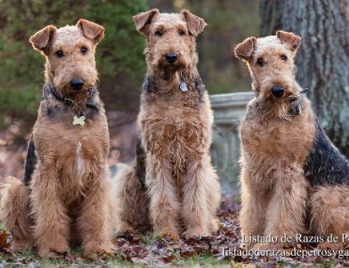 Raza de Perro Airedale Terrier