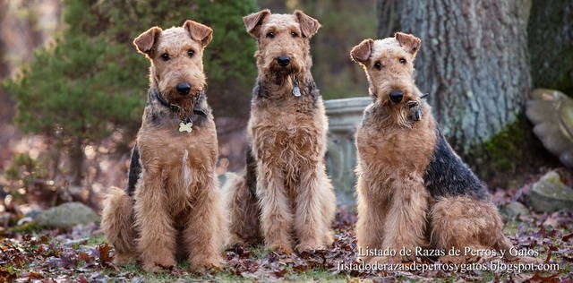 airedale-terrier-1