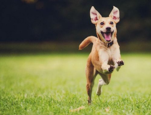 ¿Mi perro es feliz? Cómo averiguarlo