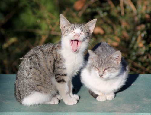 Cómo ayudar a los gatos callejeros