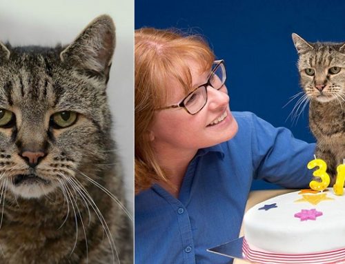 Nutmeg, el gato más viejo del mundo que no puede entrar en los Record Guinness