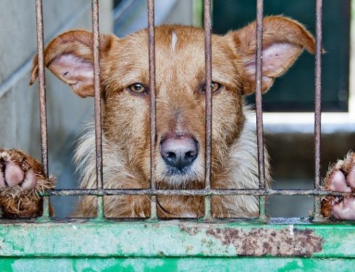 Medidas contra el abandono animal