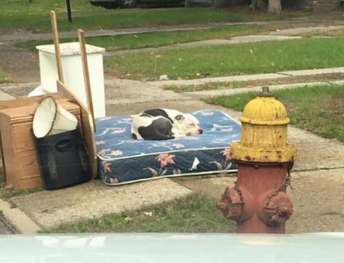 Un perro pasa un mes esperando a sus dueños en el lugar donde le abandonaron