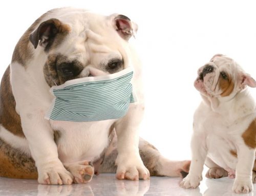 Cómo cuidar a un perro con alergia