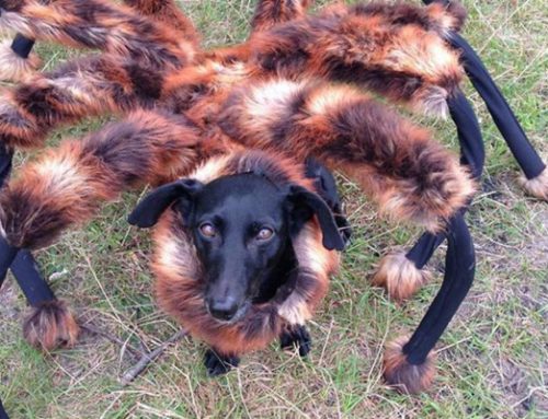 Cómo disfrazar al perro en Halloween