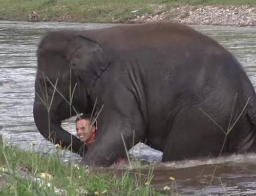 Un joven elefante se tira al río para salvar a su cuidador