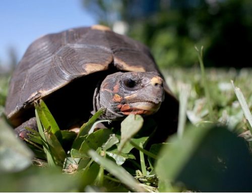 La fábula se hace realidad: una tortuga gana a una liebre en una carerra