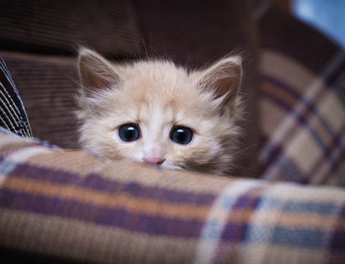 Cómo proteger al gato de los fuegos artificiales