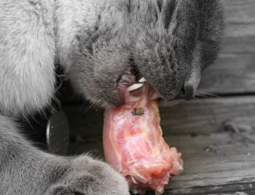 ¿Se le puede dar comida casera al gato?