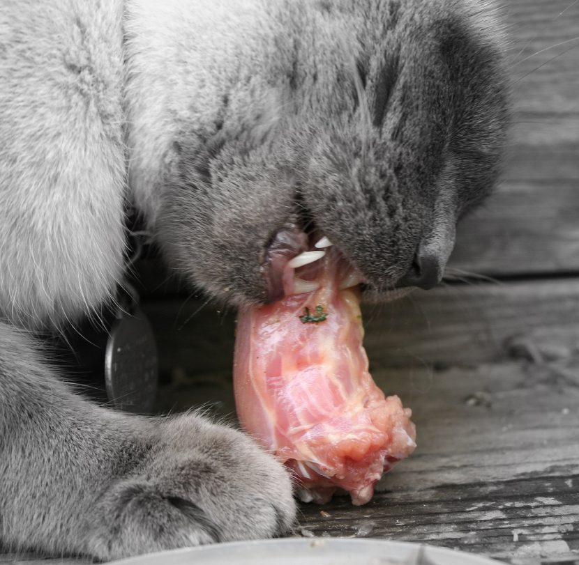 gato-comiendo-carne-830x811