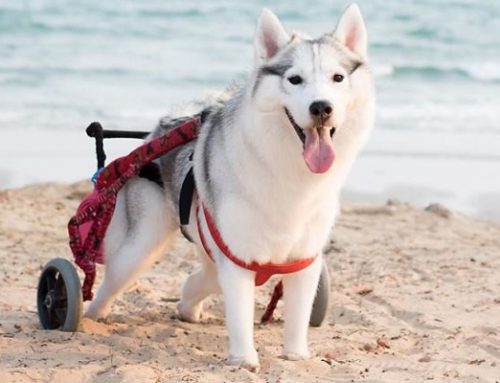 La Husky en silla de ruedas que conquista Internet