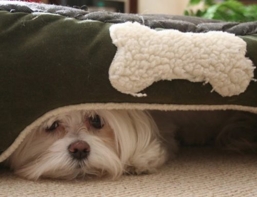 Qué hacer si el perro tiene miedo de ruidos fuertes