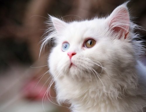 El sentido del oído en los gatos
