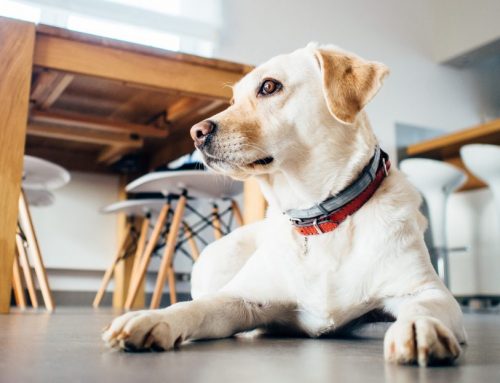 Cómo cuidar a mi perro sordo