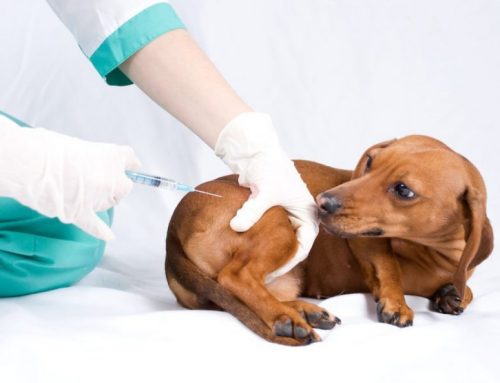 Cuáles son las vacunas que debo ponerle a mi perro