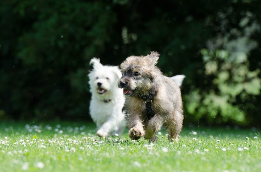 perros-corriendo-830x549