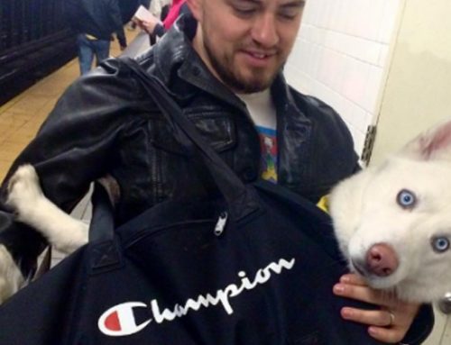 Los perros bolsa en el metro de Nueva York