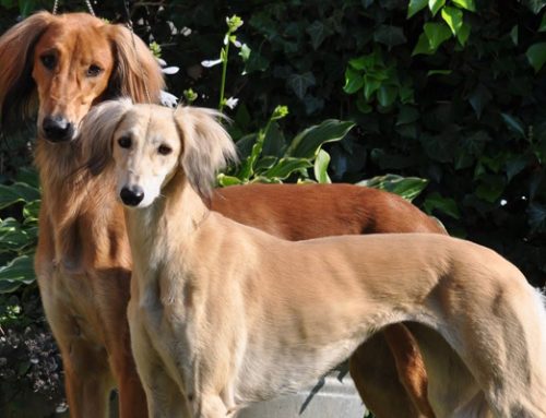 Saluki, el perro real de Egipto